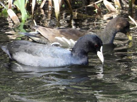 餌を探すオオバンとバンの写真