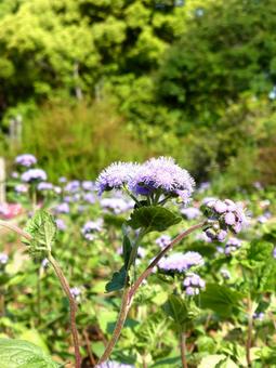 郊外の草地で開花したアゲラタム 郊外の草地で開花したアゲラタムの写真