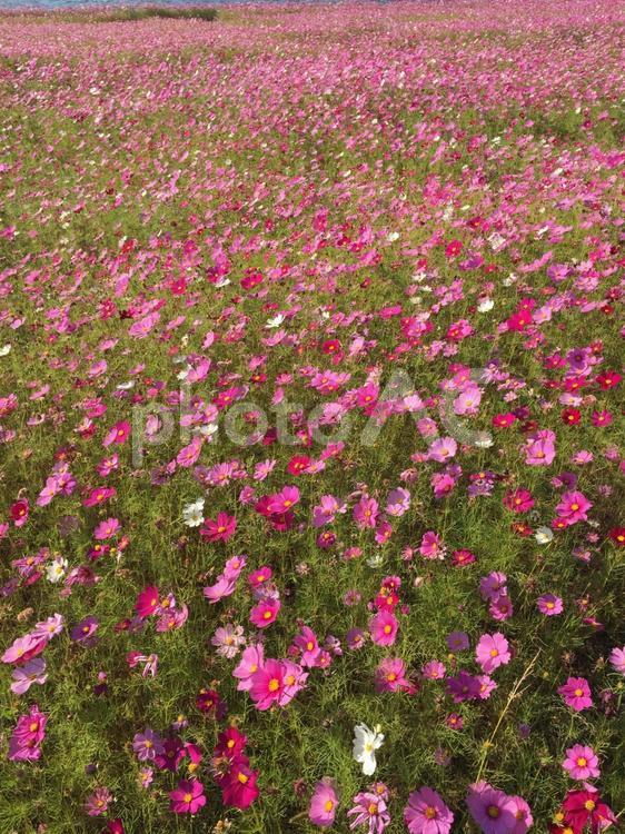 コスモスで埋め尽くされた画面 コスモス,花,背景の写真素材