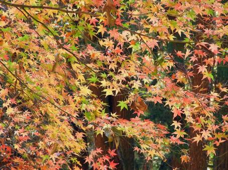 紅葉 紅葉,もみじ,葉の写真素材