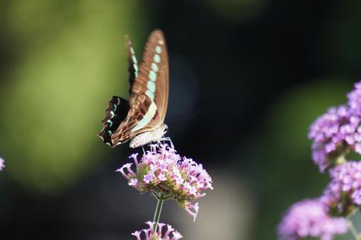 Blue swallowtail butterfly, JPG