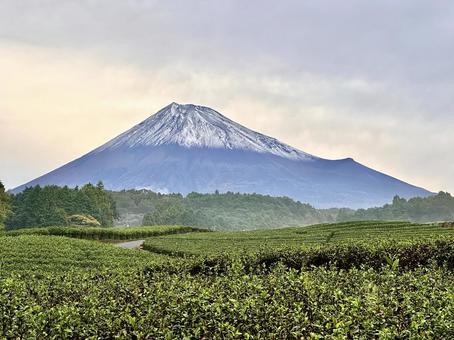 富士山に初冠雪 富士山に初冠雪 富士山,茶畑,お茶の写真素材
