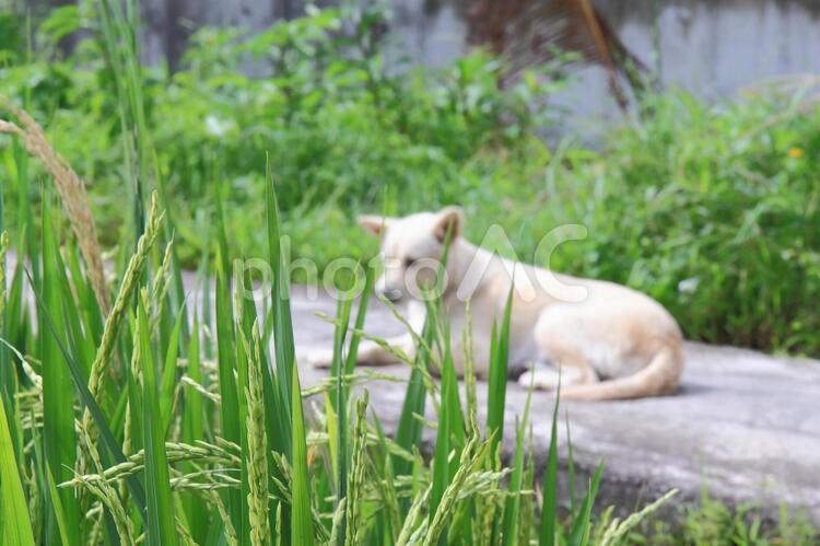 インドネシア　バリ島の田園風景と野良犬 外国,海外,インドネシアの写真素材
