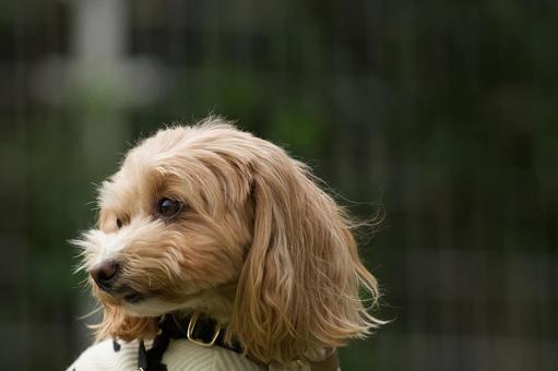 ワンコのポートレート 犬,ミックス犬,ワンコの写真素材