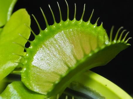 ハエトリグサ ハエトリグサ ハエトリグサ,ハエトリ草,食虫植物の写真素材