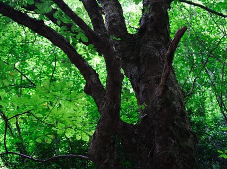 深緑の木々 深緑の木々の写真