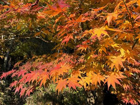 紅葉したモミジ 紅葉,モミジ,秋の写真素材