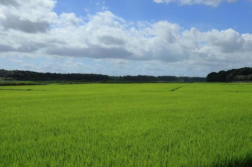 Photo, paddy field, rice cultivation, meter, 