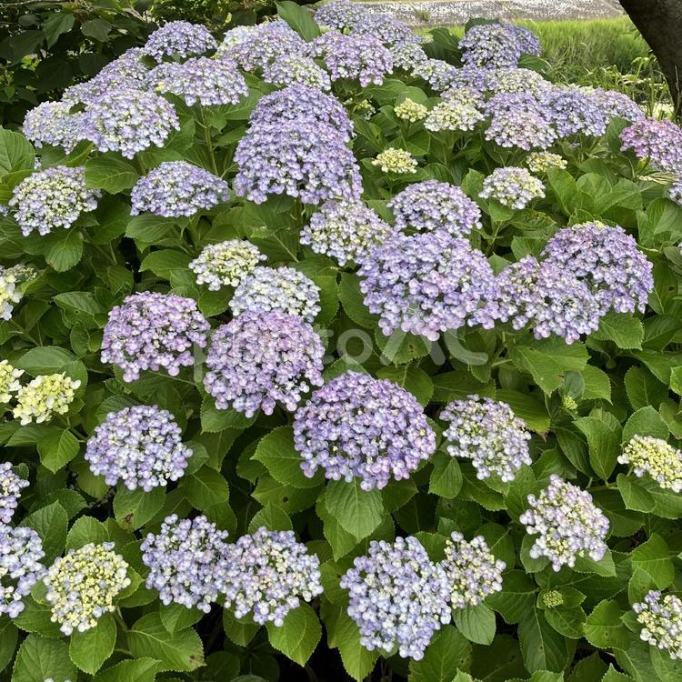 紫陽花（アジサイ・あじさい）紫 紫陽花,アジサイ,あじさいの写真素材