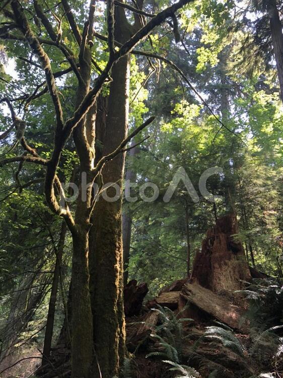 森の木 木材,木,自然の写真素材