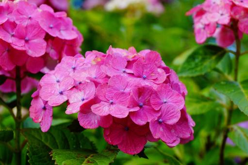 アジサイの花 アジサイの花の写真