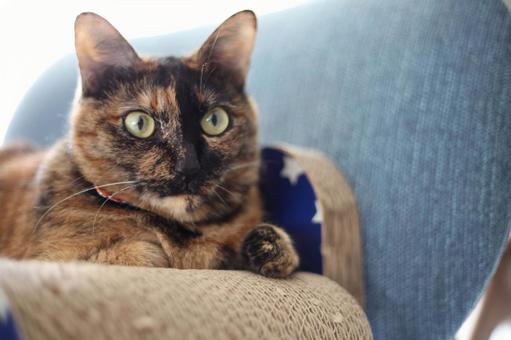 爪研ぎでくつろぐ猫 ねこ,猫,ネコの写真素材