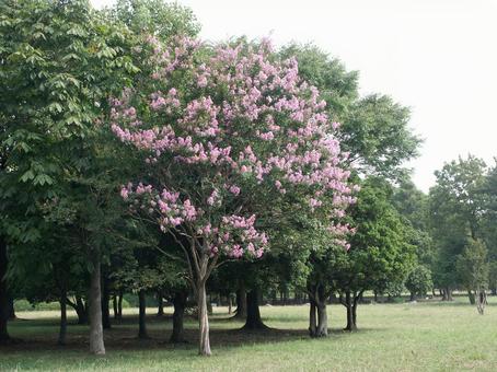 サルスベリ・猿滑り　咲く風景 サルスベリ,花木,夏の写真素材