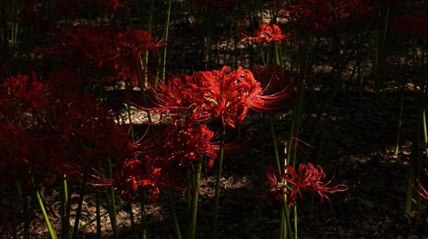【花の写真】彼岸花 【花の写真】彼岸花の写真