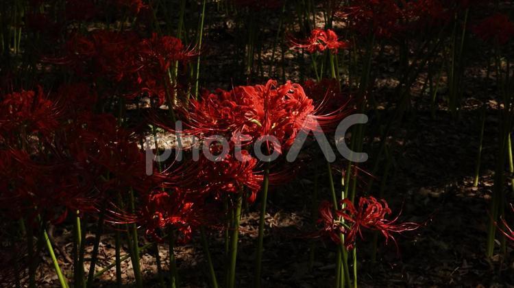 【花の写真】彼岸花 彼岸花,ヒガンバナ,花の写真素材