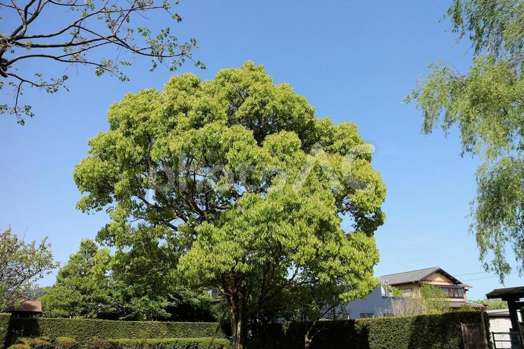 芽吹いた春の大きい木 芽吹き,若芽,春の息吹の写真素材