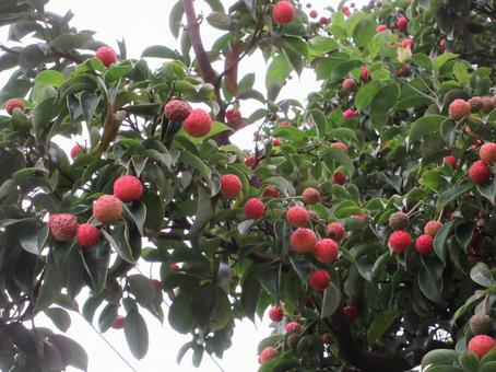 ヤマボウシの実  ０１２ ヤマボウシの実,果実,落葉高木の写真素材