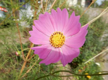 【花の写真】コスモス（秋桜） コスモス,秋桜,自然の写真素材