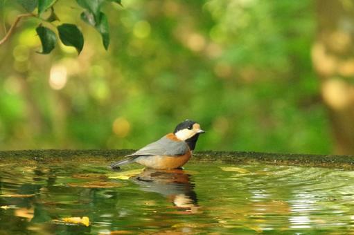 【野鳥撮影】水浴びをするヤマガラ 【野鳥撮影】水浴びをするヤマガラ ヤマガラ,鳥,野鳥の写真素材