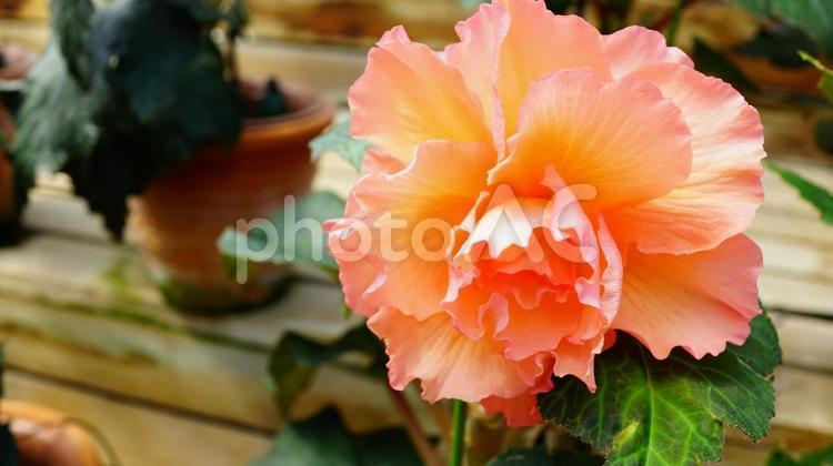 ベゴニアの花 ベゴニア,花,ガーデニングの写真素材