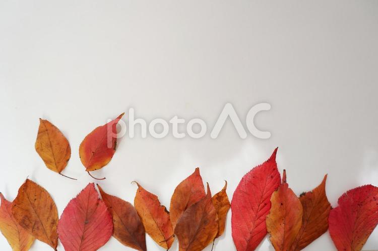 白背景とカラフルなオータムリーフ 秋,落ち葉,紅葉の写真素材