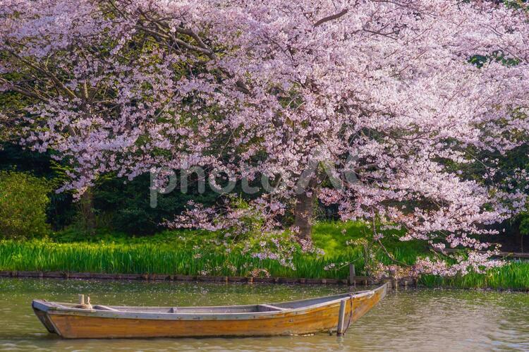 満開の桜と日本庭園 桜,満開,池の写真素材