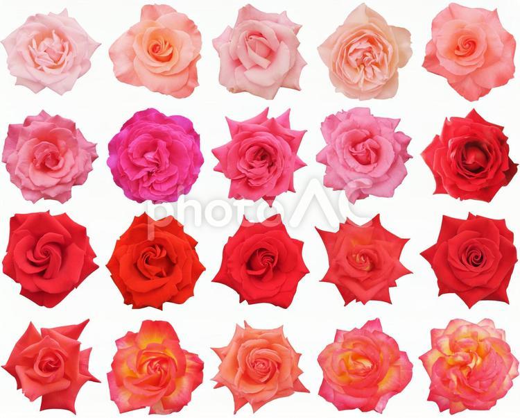 赤・ピンクの暖色系のカラフルなバラ-切抜き白背景 バラ,薔薇,花の写真素材