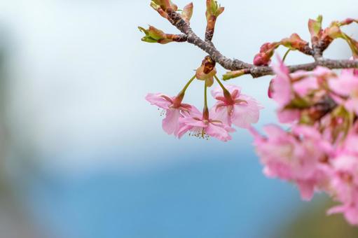 Kawazu cherry blossoms shining against the blue sky, JPG