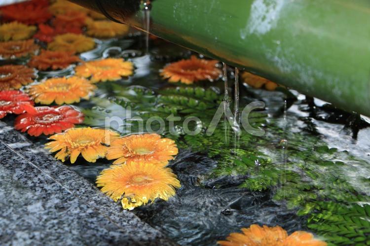 現人神社の花手水06 花手水,手水舎,手水鉢の写真素材