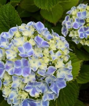Hydrangea Hydrangea, JPG