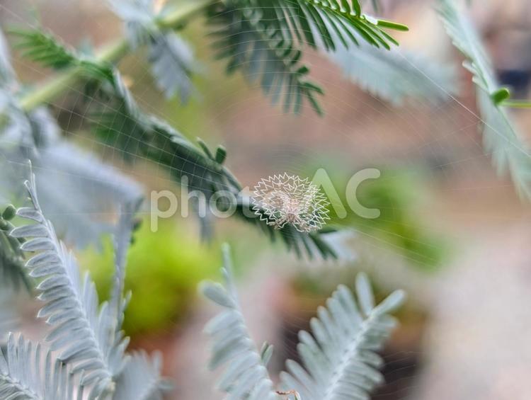 芸術的なコガネグモの巣 コガネグモ,巣,蜘蛛の巣の写真素材