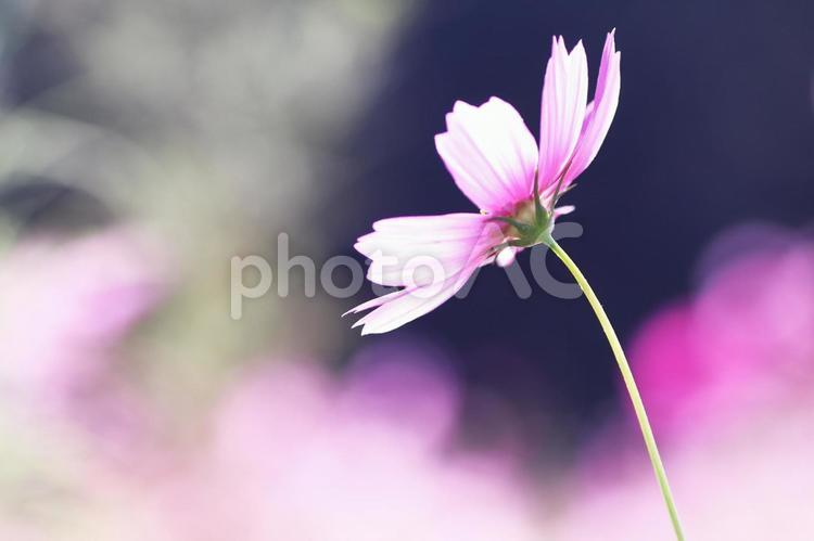 コスモス畑に咲く一輪のピンクのコスモス コスモス,秋,花の写真素材