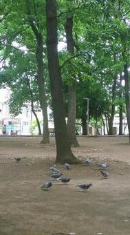 森のハト 森のハトの写真