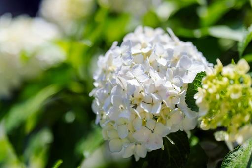 白紫の紫陽花 白紫の紫陽花の写真