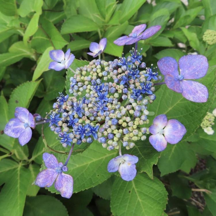 ガクアジサイ ガクアジサイ,花,花びらの写真素材
