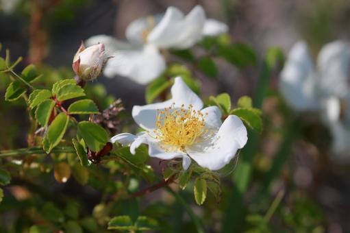 テリハノイバラ テリハノイバラ,浜辺,砂浜の写真素材