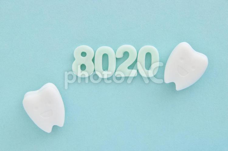 8020とミニチュアの歯 8020運動,歯の健康,口の健康の写真素材