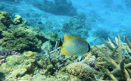 ヤリカタギ ヤリカタギ,魚,海水魚の写真素材