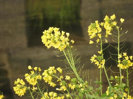 春の風景 花,春,flowerの写真素材