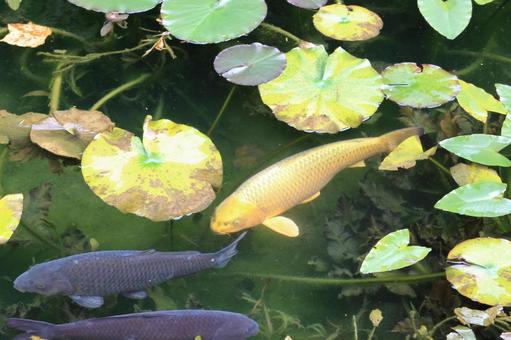 名もなき池(モネの池)の金色の鯉1 名もなき池(モネの池)の金色の鯉1 名もなき池,モネの池,鯉の写真素材