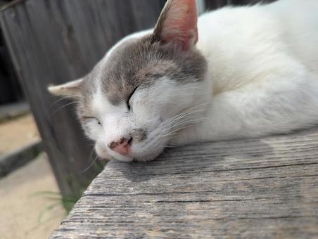 眠り猫 小豆島,二十四の瞳映画館,猫の写真素材