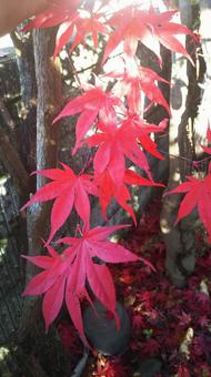 紅葉 紅葉,もみじ,秋の写真素材