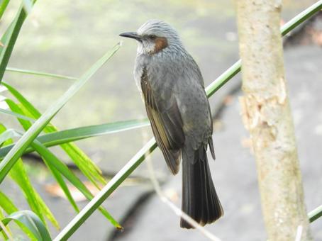 ヒヨドリ ヒヨドリ,野鳥,生き物の写真素材