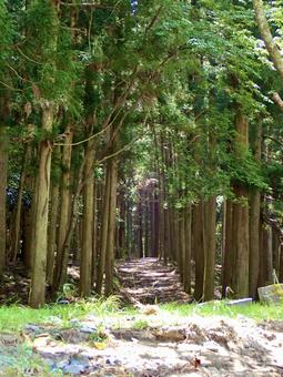 新緑の林道 新緑の林道 大自然,森林浴,新緑の写真素材