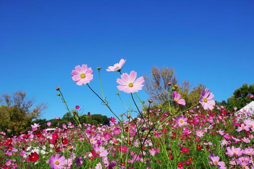 コスモスの風景 コスモス,コスモス畑,花の写真素材