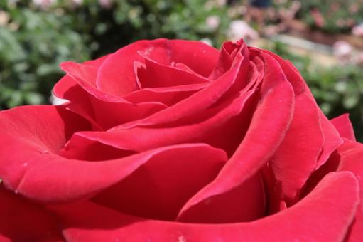 バラ園にて赤い薔薇をアップで撮影しました バラ園にて赤い薔薇をアップで撮影しましたの写真