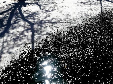 公園の池の水面の花筏と桜の木の影 公園の池の水面の花筏と桜の木の影の写真