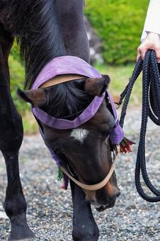 秋祭りの巡行を待つ馬の写真