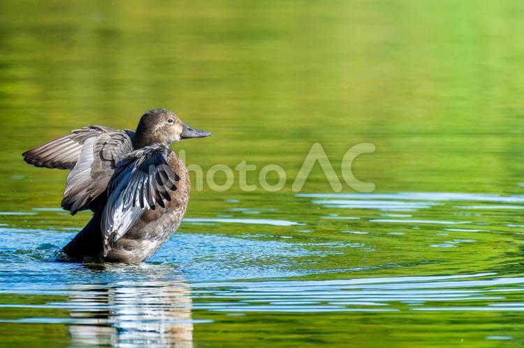 池で羽ばたくホシハジロのメス ホシハジロ,鴨,野鳥の写真素材