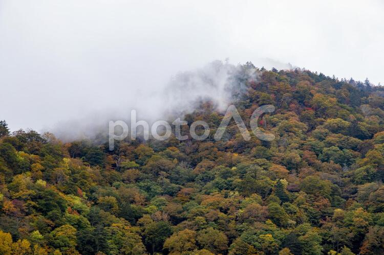 中禅寺湖の湖畔の紅葉 中禅寺湖,湖畔,紅葉の写真素材